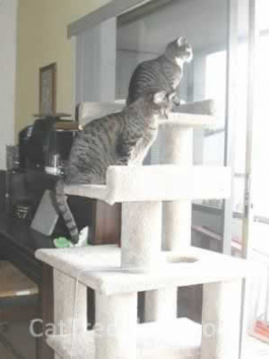 how to make a cat tree Cat Tree Plans Customer 029