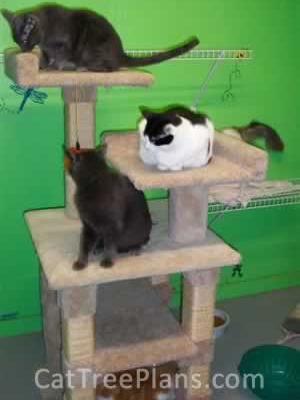 how to make a cat tree Cat Tree Plans Customer 054
