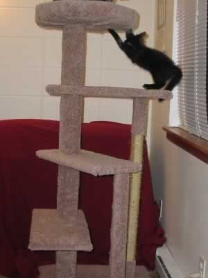 cat tree plans 10 for $9.95 - cat furniture plans - how to