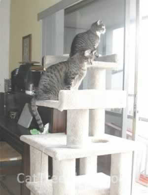 Cat Tree Plans Customer 029