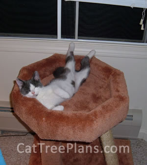 Cat Tree Plans Customer 104